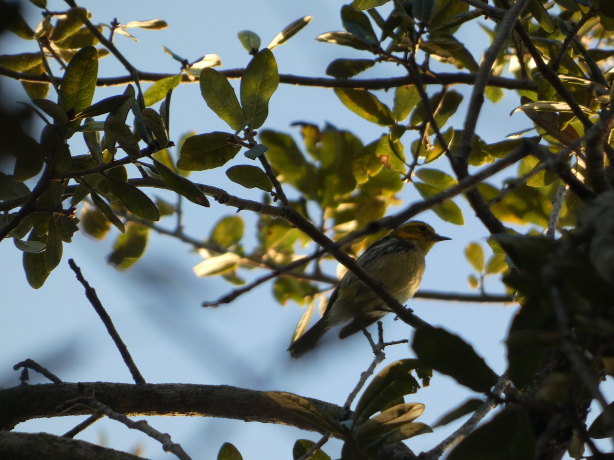 Black-throated Green Warbler - ML647307119