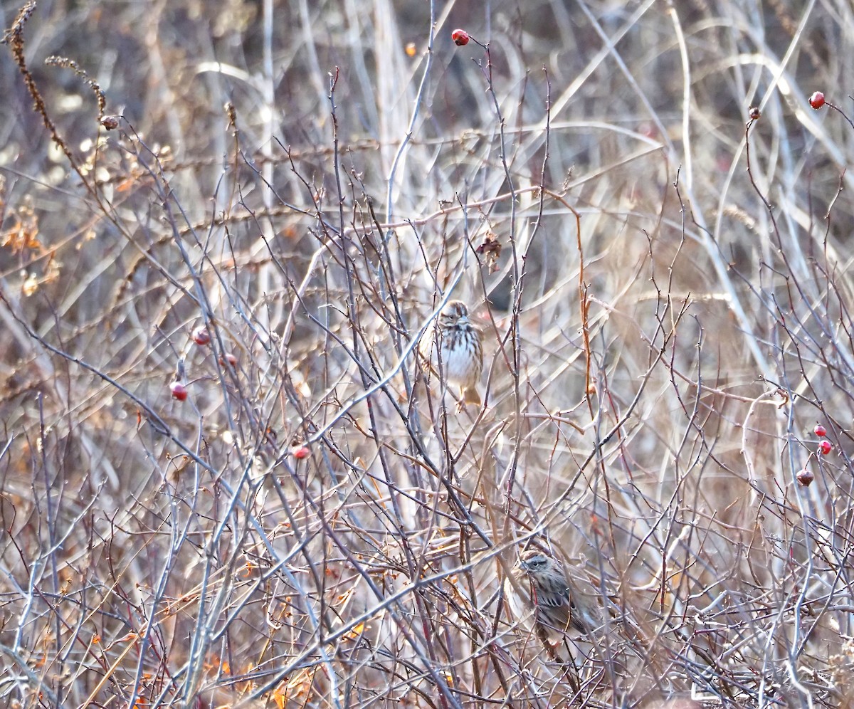 גיבתונית רוננת - ML647307151