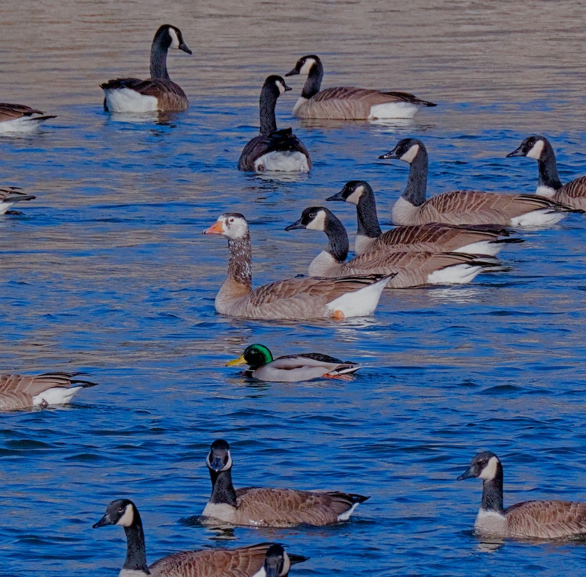 Graylag x Canada Goose (hybrid) - ML647307155