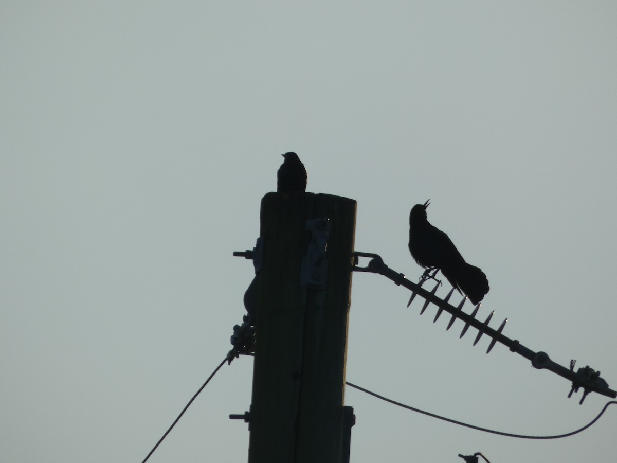 Boat-tailed Grackle - ML647307158