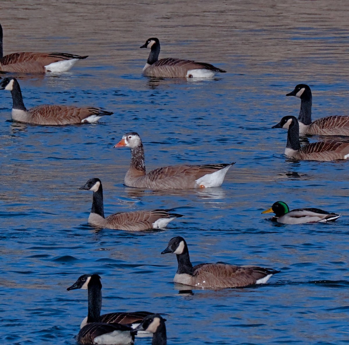 Graylag x Canada Goose (hybrid) - ML647307159