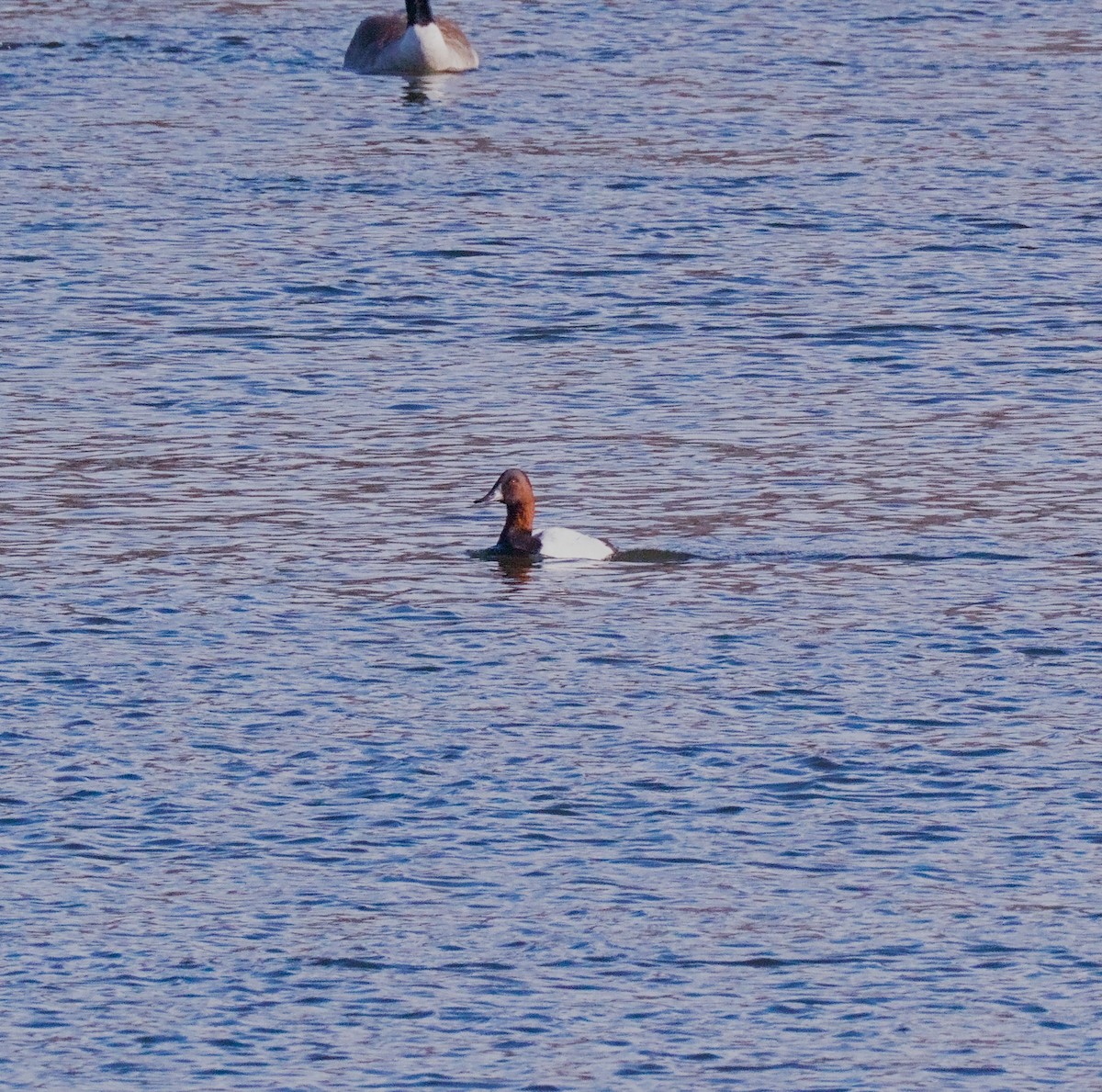 Canvasback - ML647307164