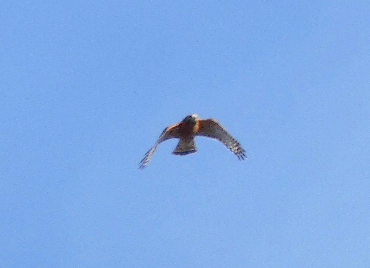 Red-shouldered Hawk - ML647307194