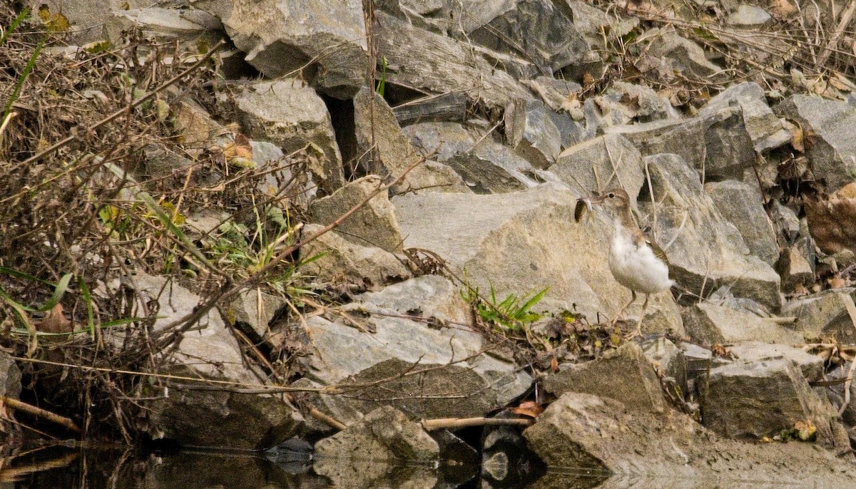 pisík americký - ML647307216