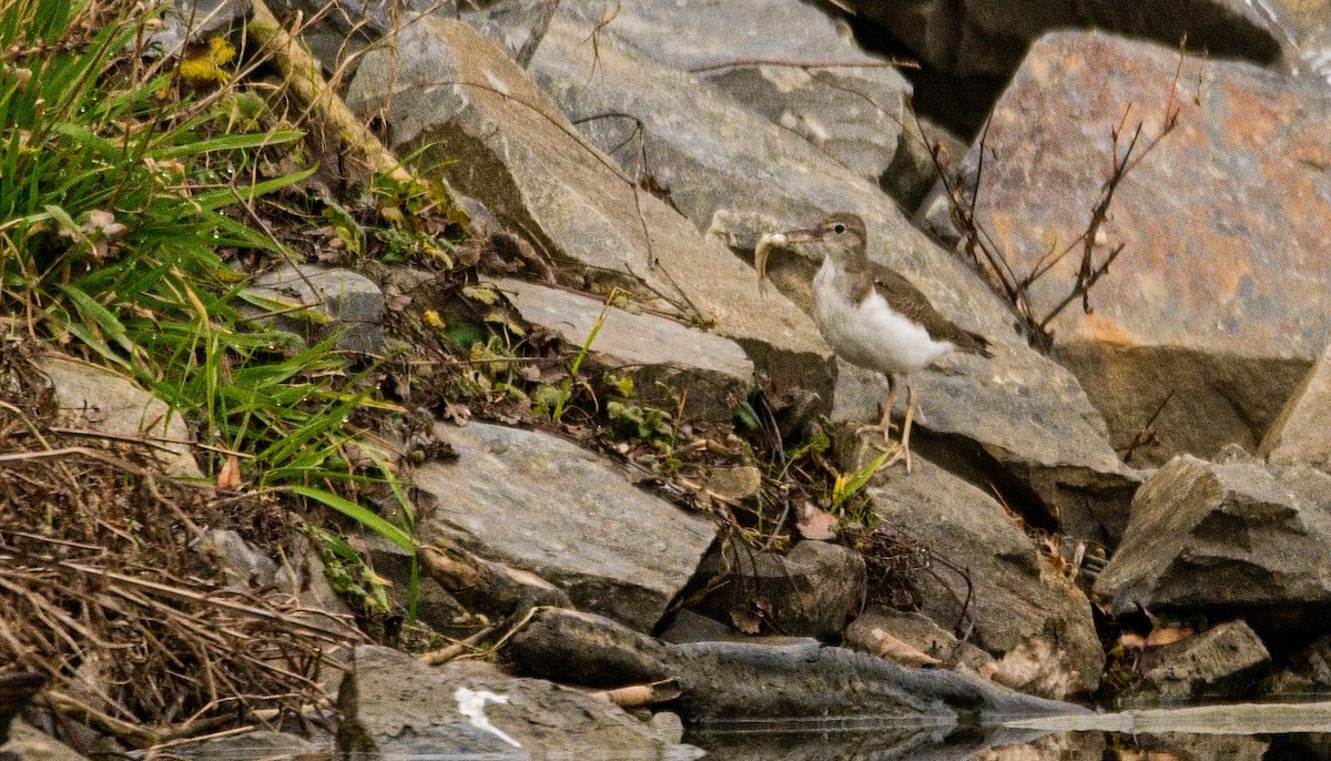 pisík americký - ML647307217