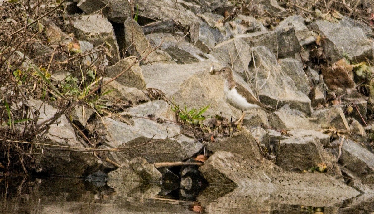 pisík americký - ML647307218