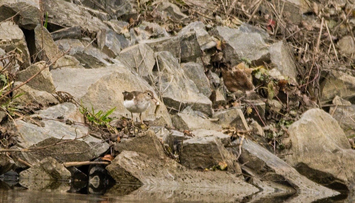 pisík americký - ML647307219