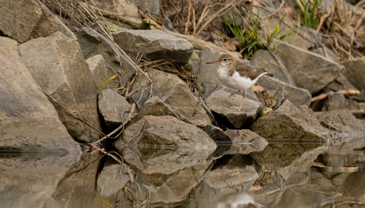 pisík americký - ML647307220