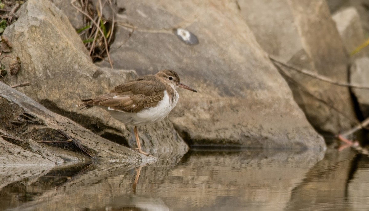 pisík americký - ML647307221