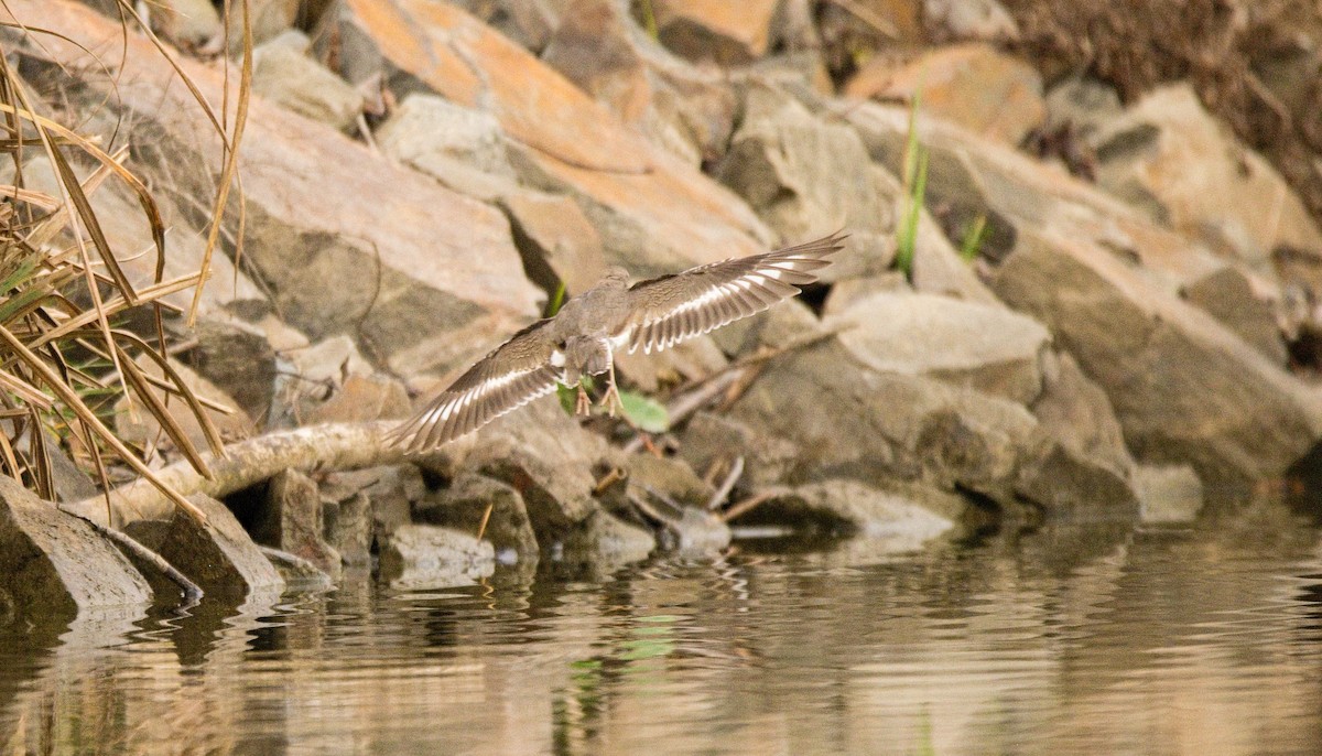 pisík americký - ML647307222