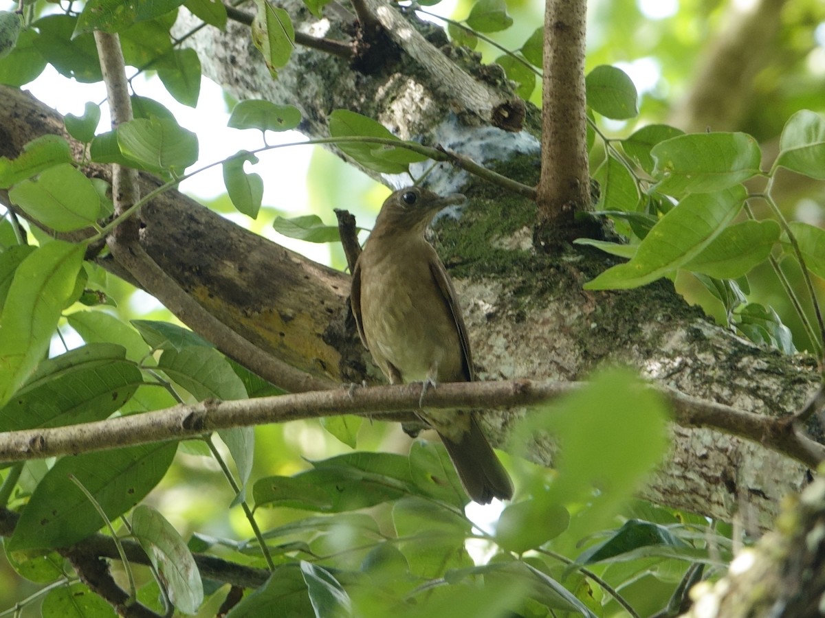 Hauxwell's Thrush - ML647307223