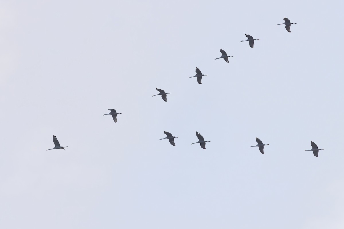 Kanadakranich - ML647307232