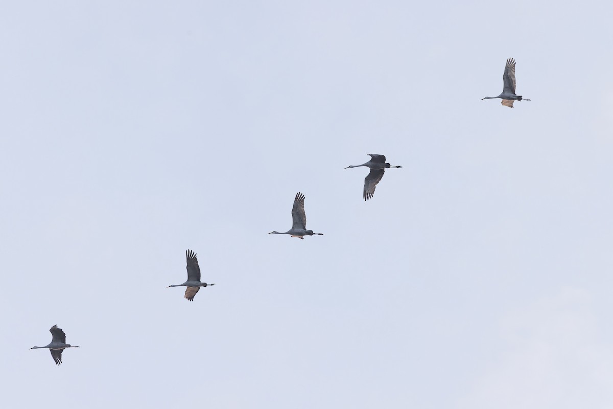 Kanadakranich - ML647307233