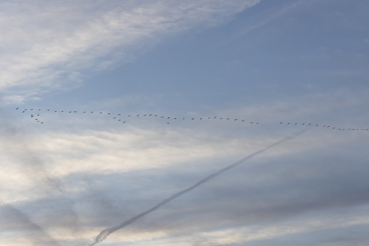 Kanadakranich - ML647307234