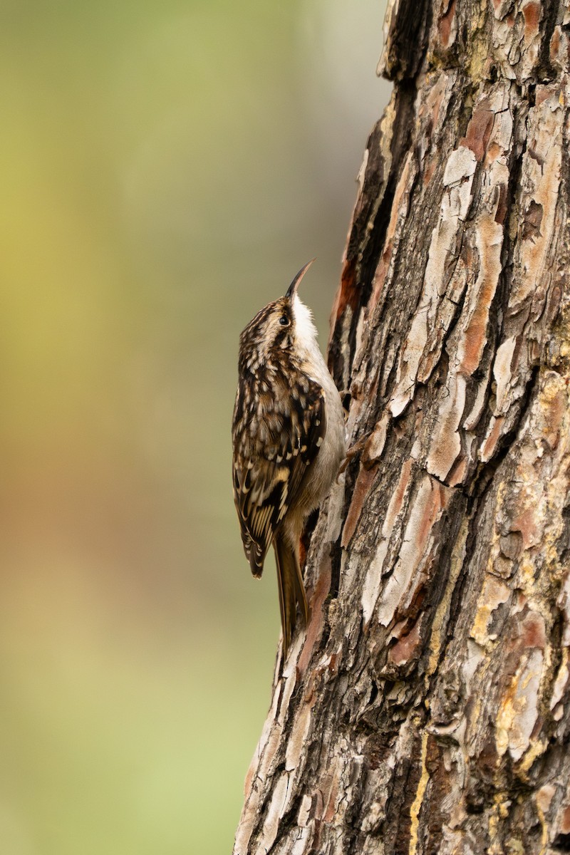 Brown Creeper - ML647307247