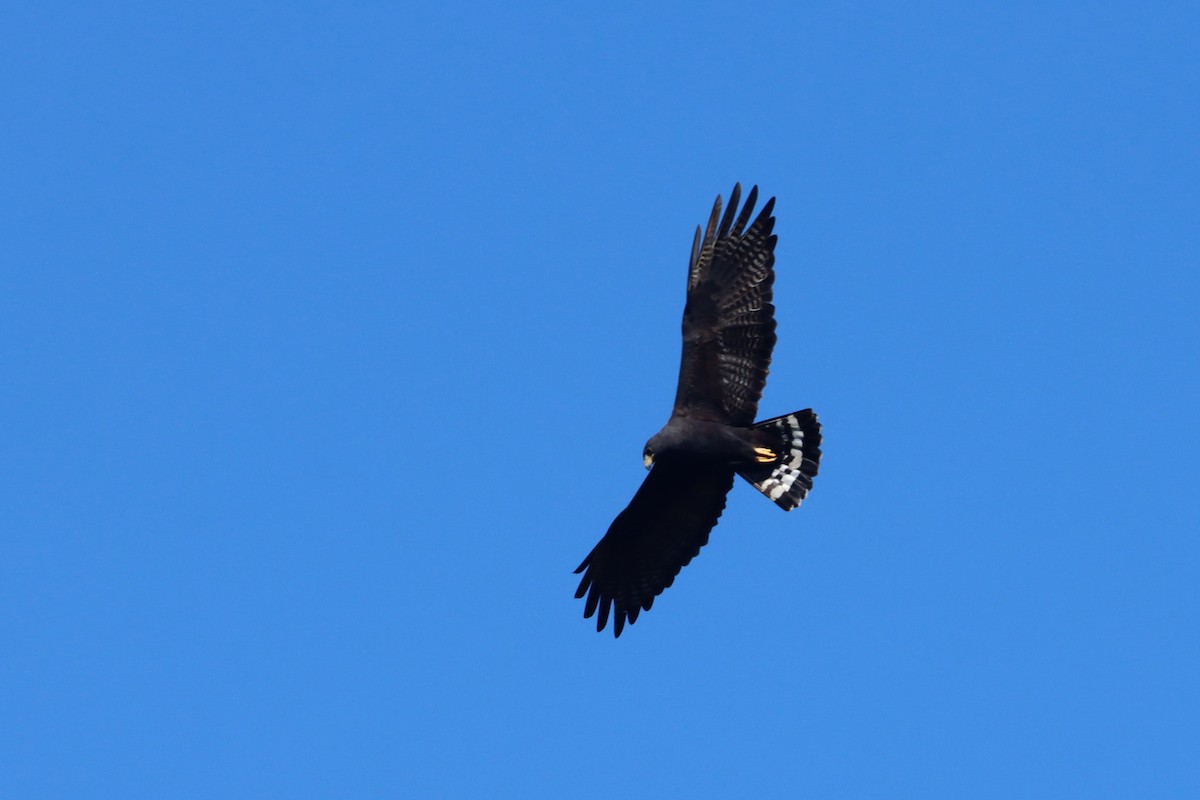 Zone-tailed Hawk - ML647307252