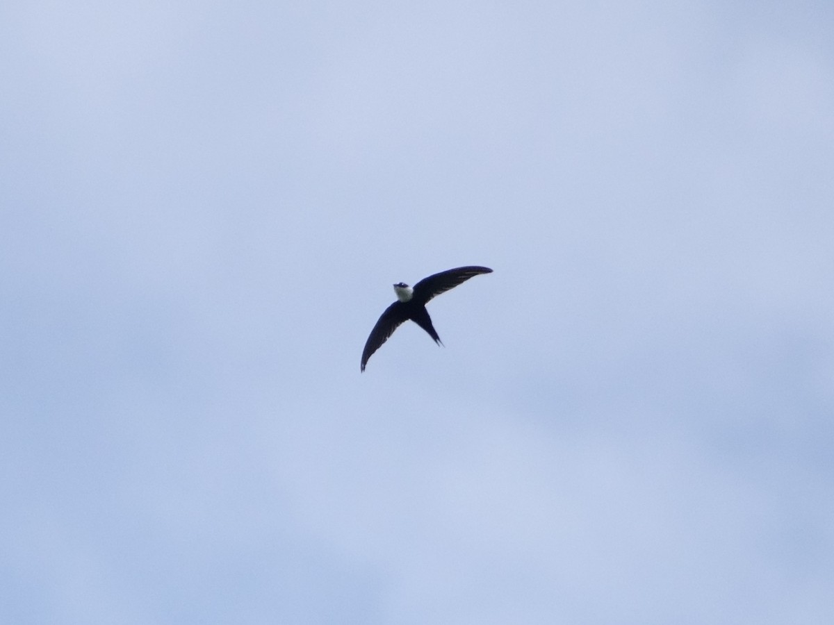Lesser Swallow-tailed Swift - ML647307271