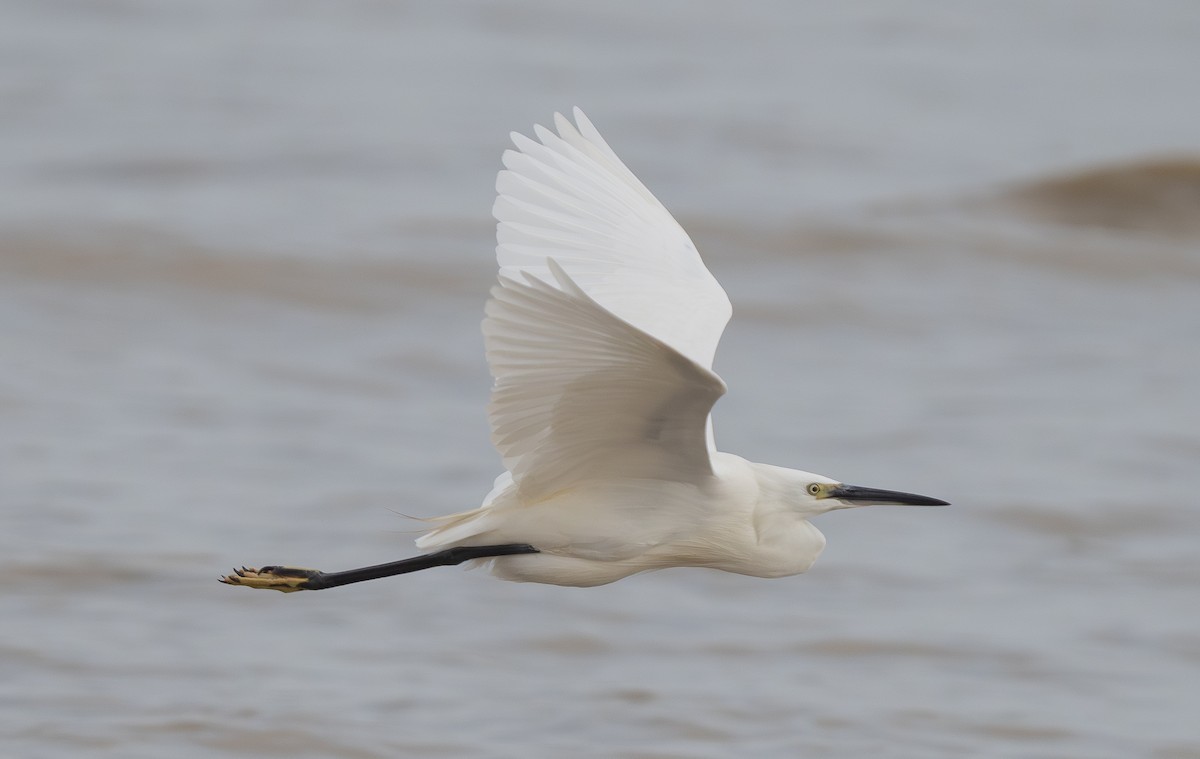 volavka stříbřitá - ML647307281