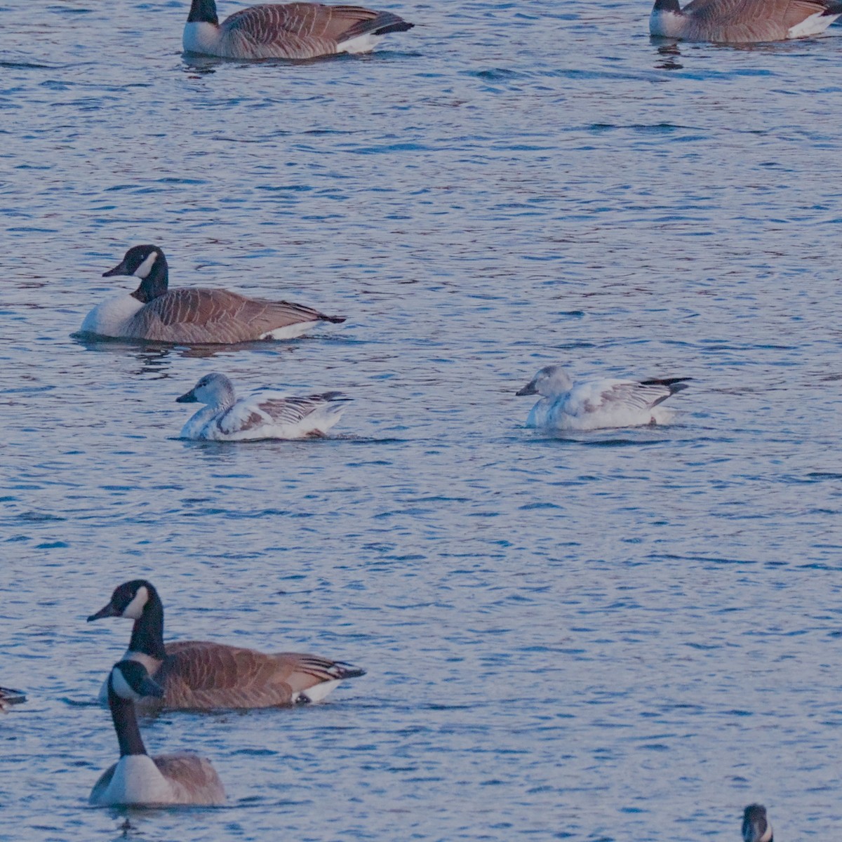 Snow Goose - ML647307286