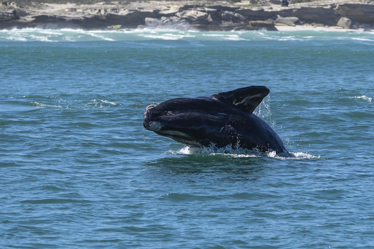 Southern Right Whale - ML647307294