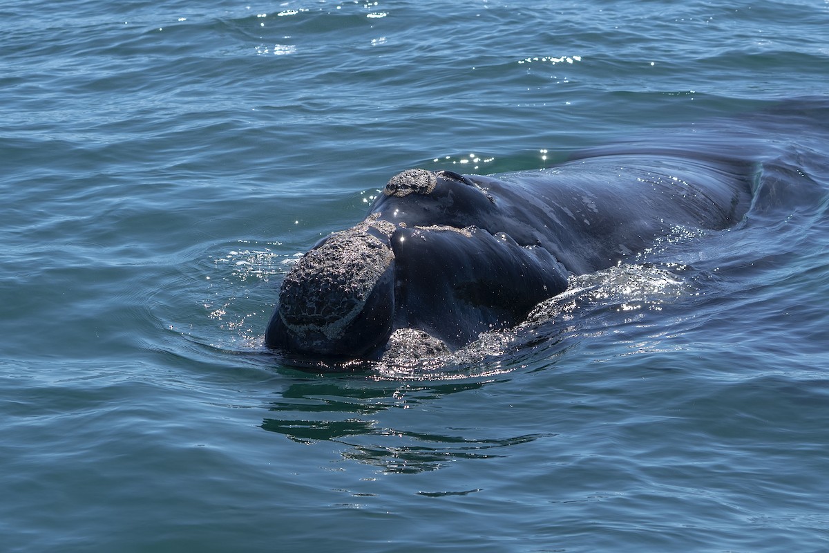 Southern Right Whale - ML647307295