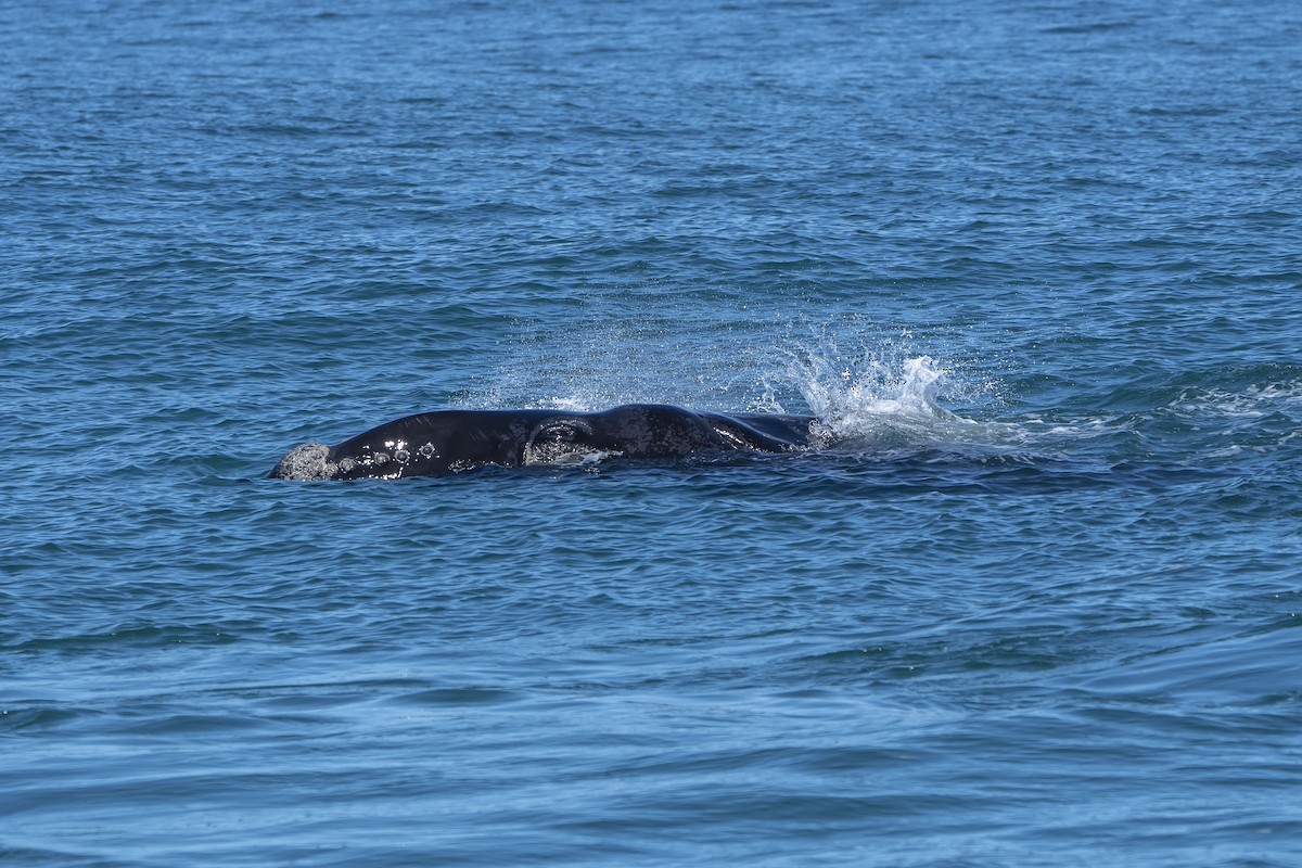 Southern Right Whale - ML647307296