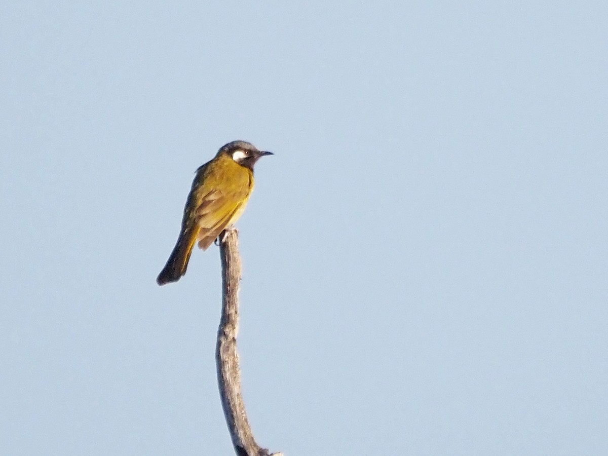 Méliphage leucotique - ML647307308