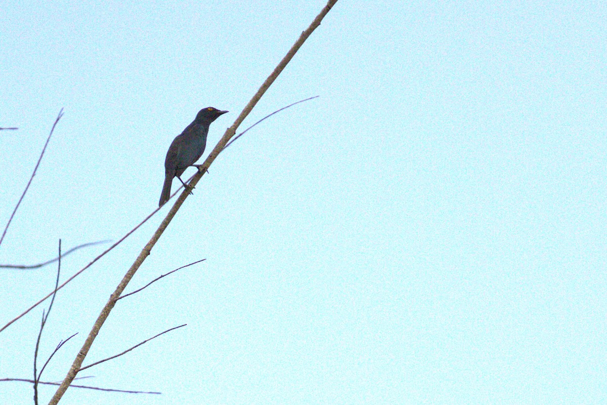 Black-bellied Starling - ML647307317