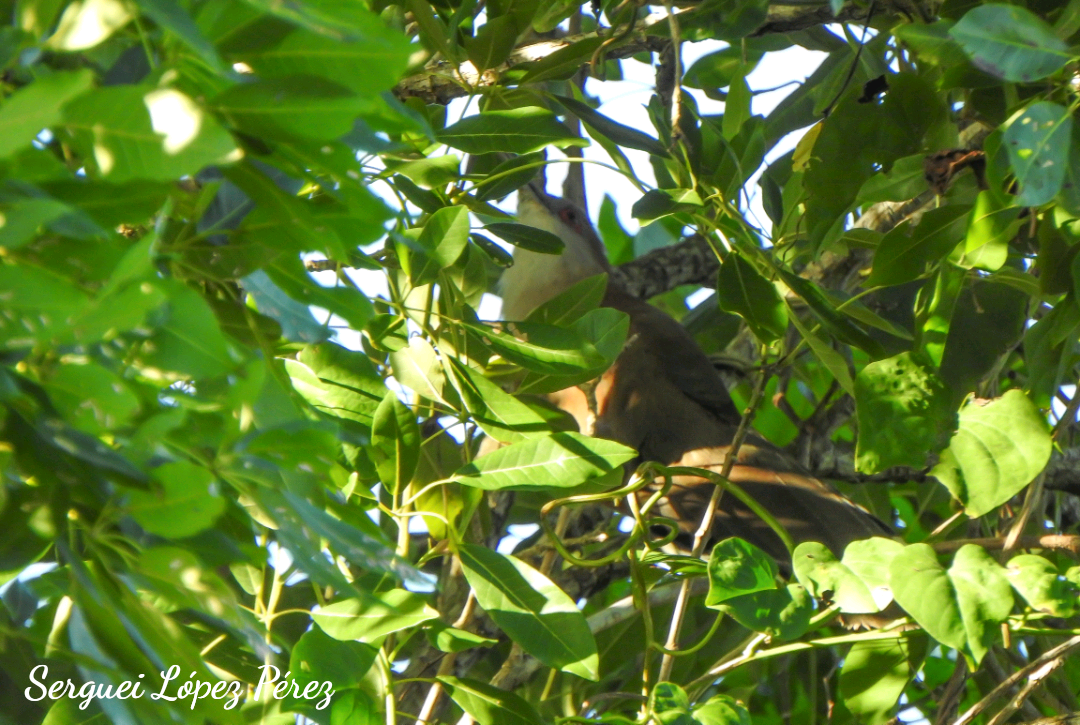 Great Lizard-Cuckoo - ML647307331
