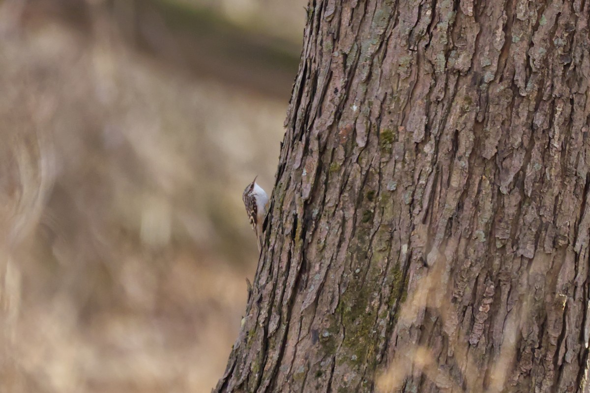 Brown Creeper - ML647307336