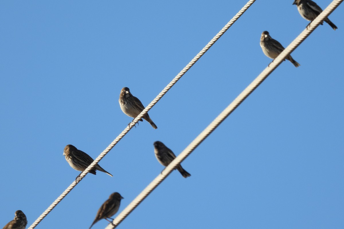 カタジロクロシトド - ML647307342