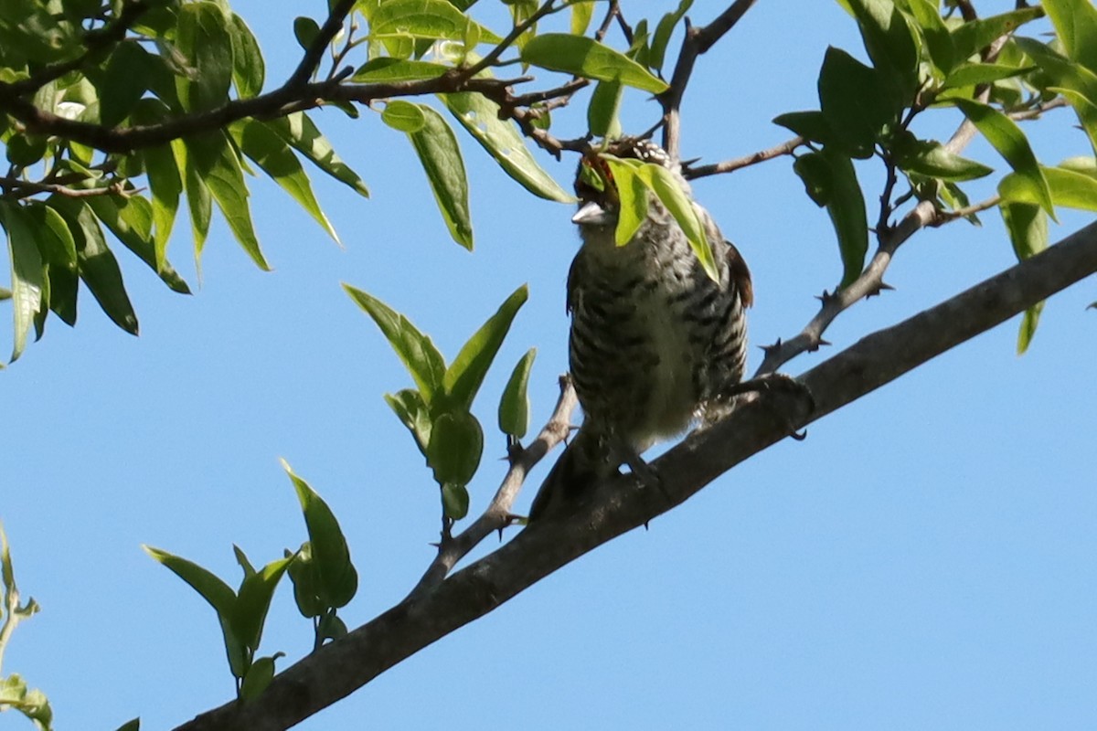 Zebrazwergspecht - ML647307348