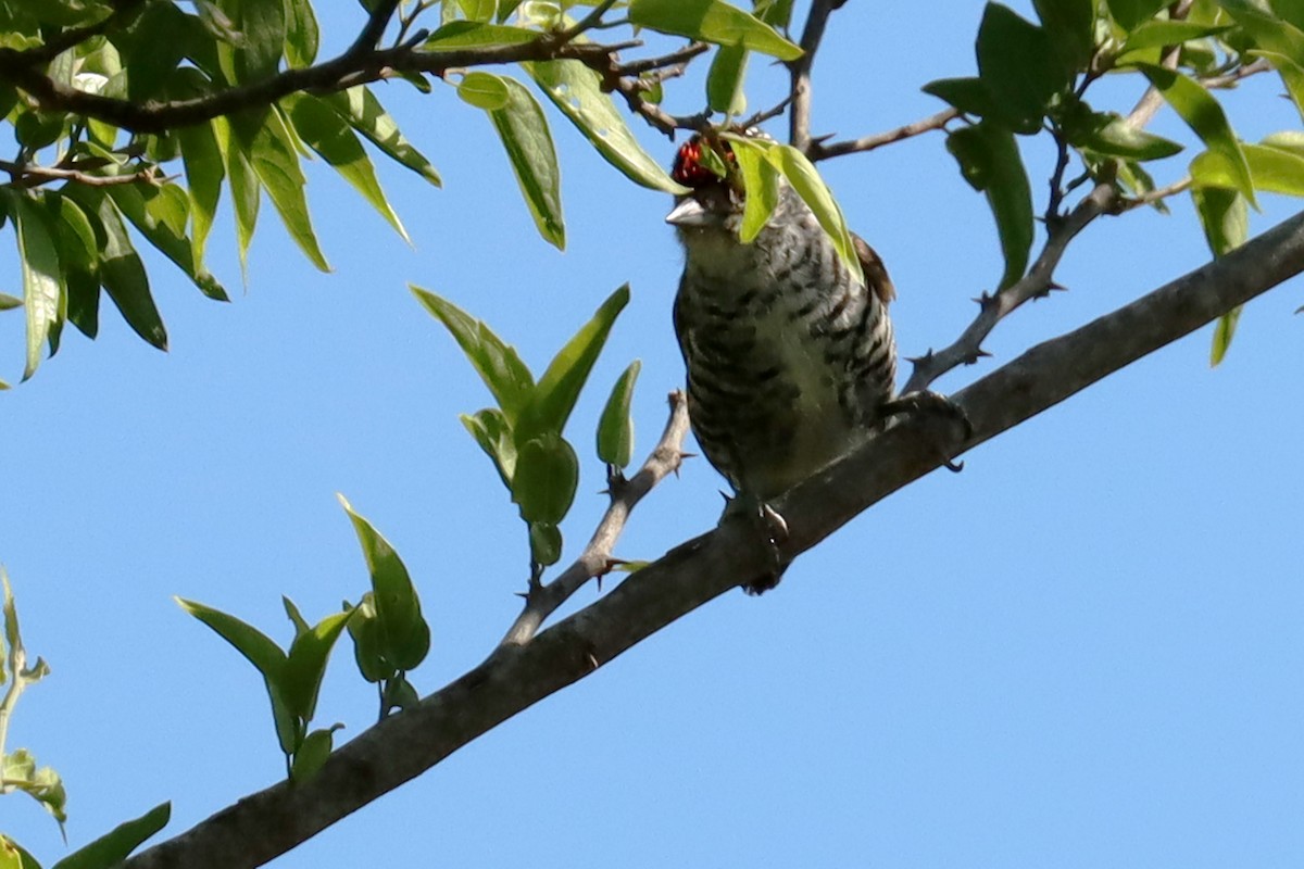 Zebrazwergspecht - ML647307349