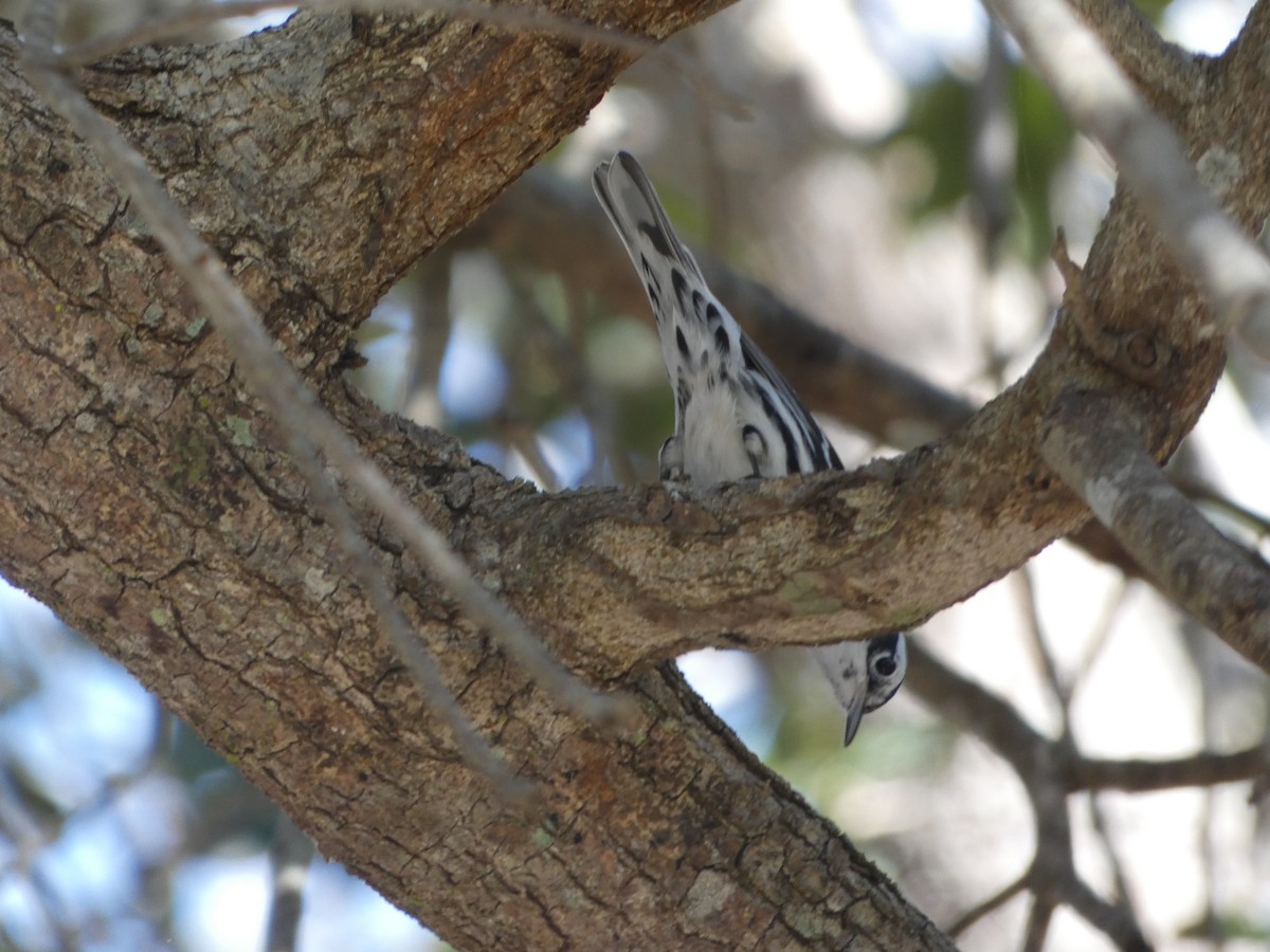 Black-and-white Warbler - ML647307354
