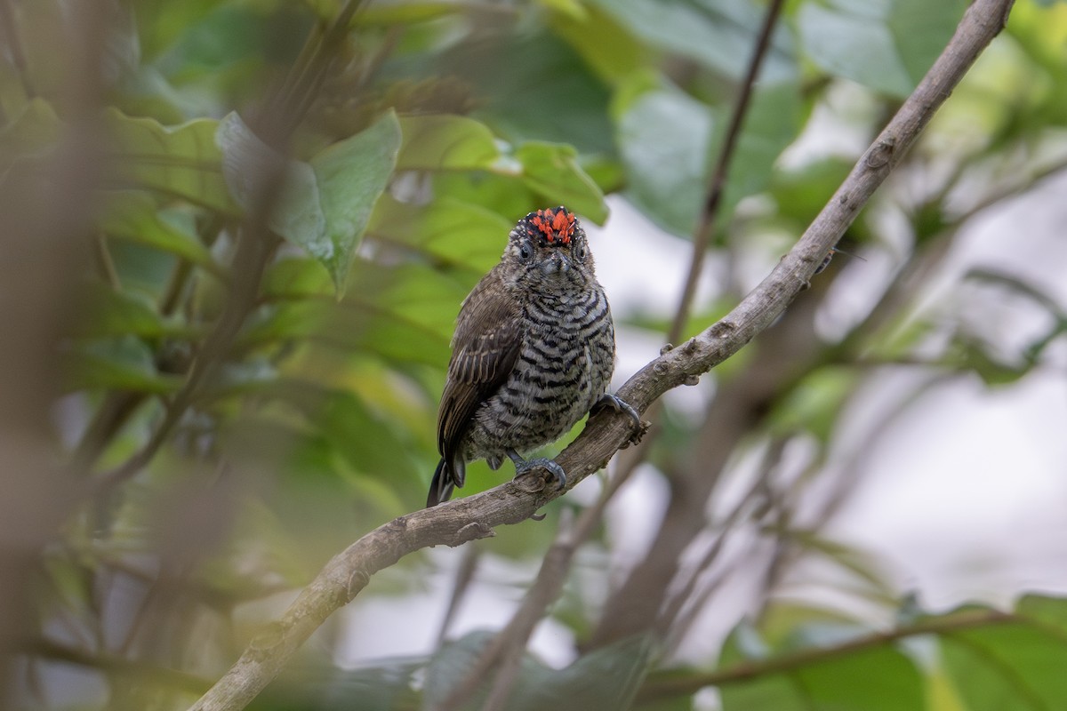 Zebrazwergspecht - ML647307379