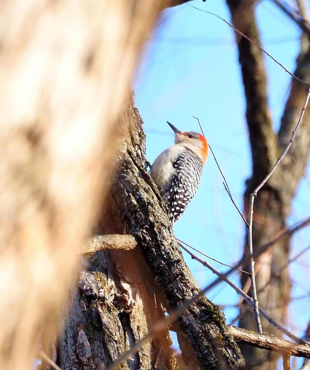 Red-bellied Woodpecker - ML647307389