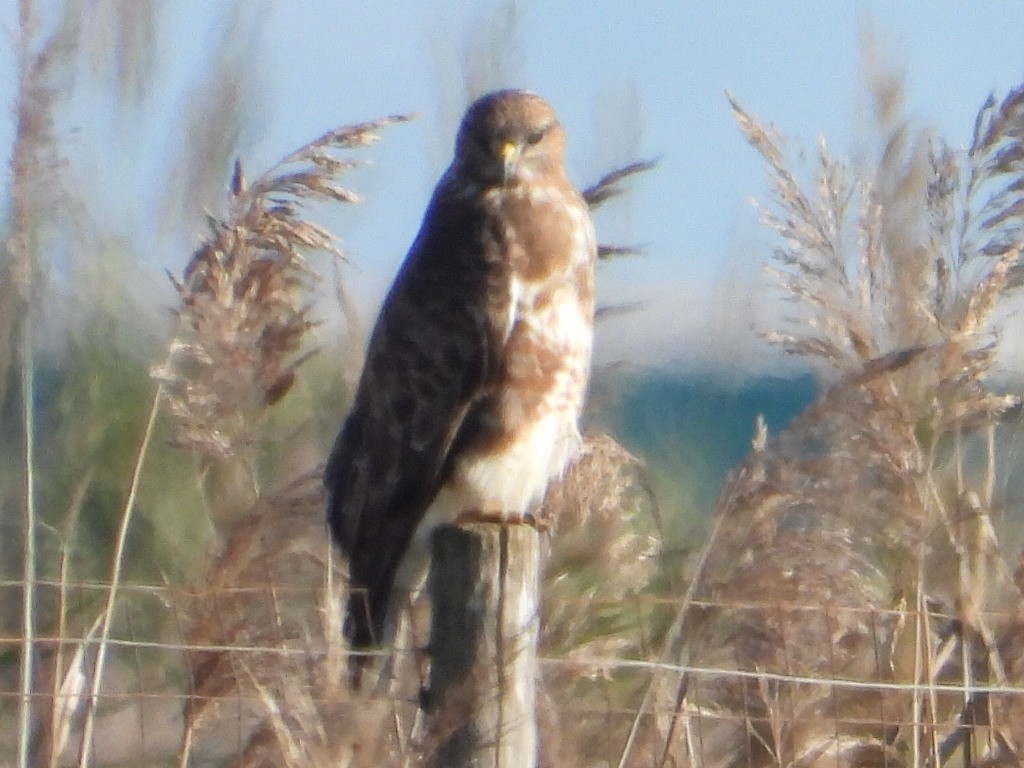 Ойн сар - ML647307397