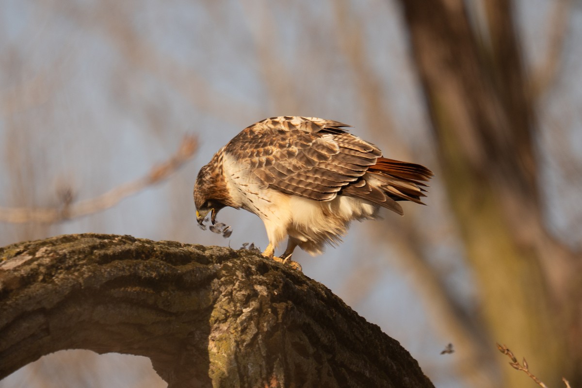 Red-tailed Hawk - ML647307401