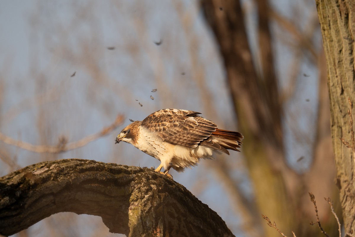 Red-tailed Hawk - ML647307402