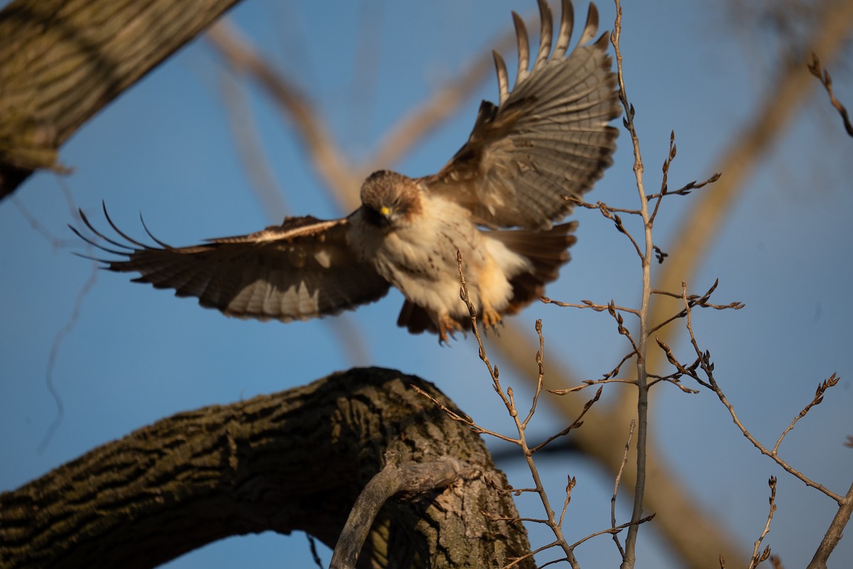 Red-tailed Hawk - ML647307404