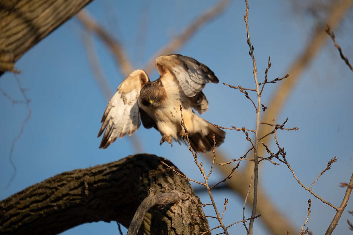 Red-tailed Hawk - ML647307405