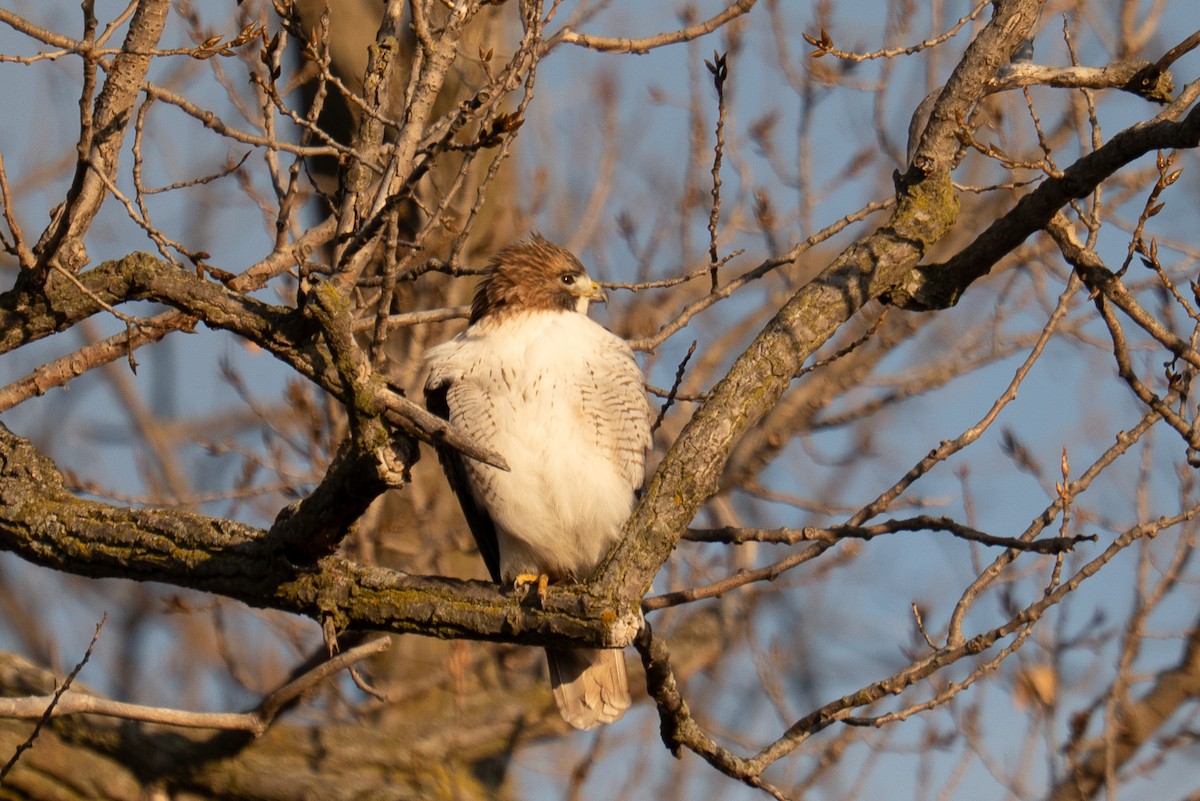 Red-tailed Hawk - ML647307406
