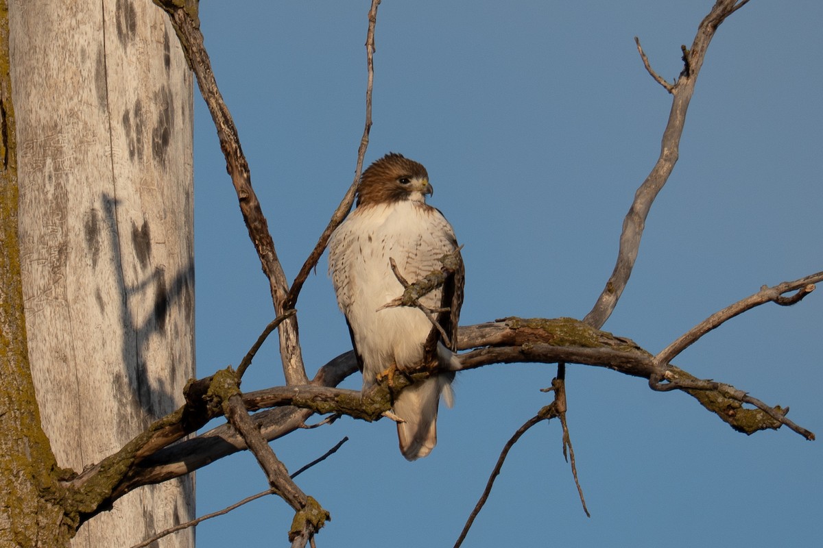 Red-tailed Hawk - ML647307407