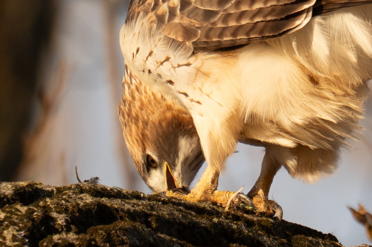 Red-tailed Hawk - ML647307408