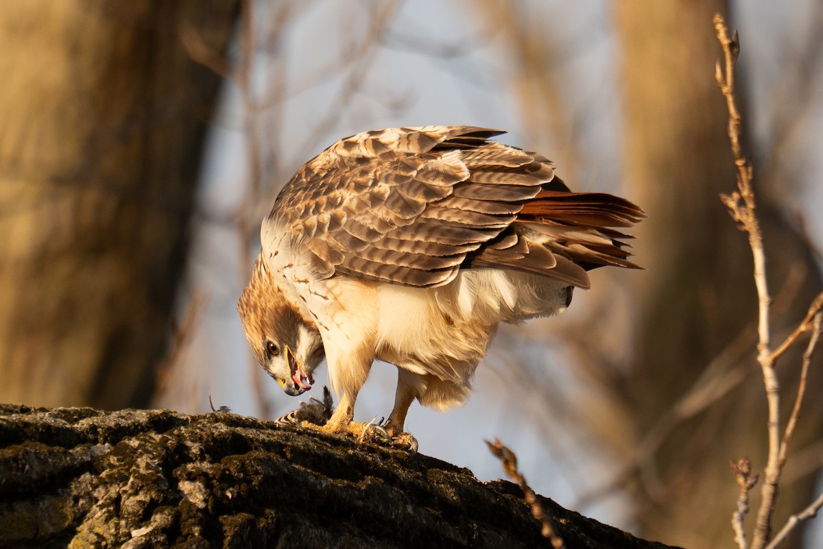 Red-tailed Hawk - ML647307409