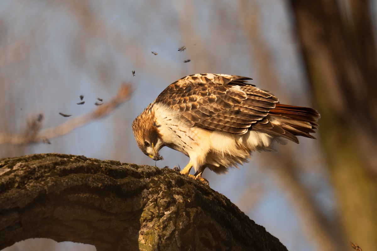 Red-tailed Hawk - ML647307410