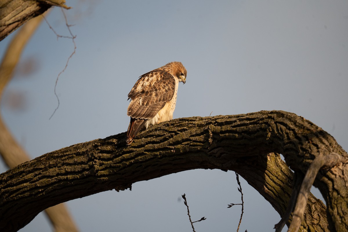 Red-tailed Hawk - ML647307411