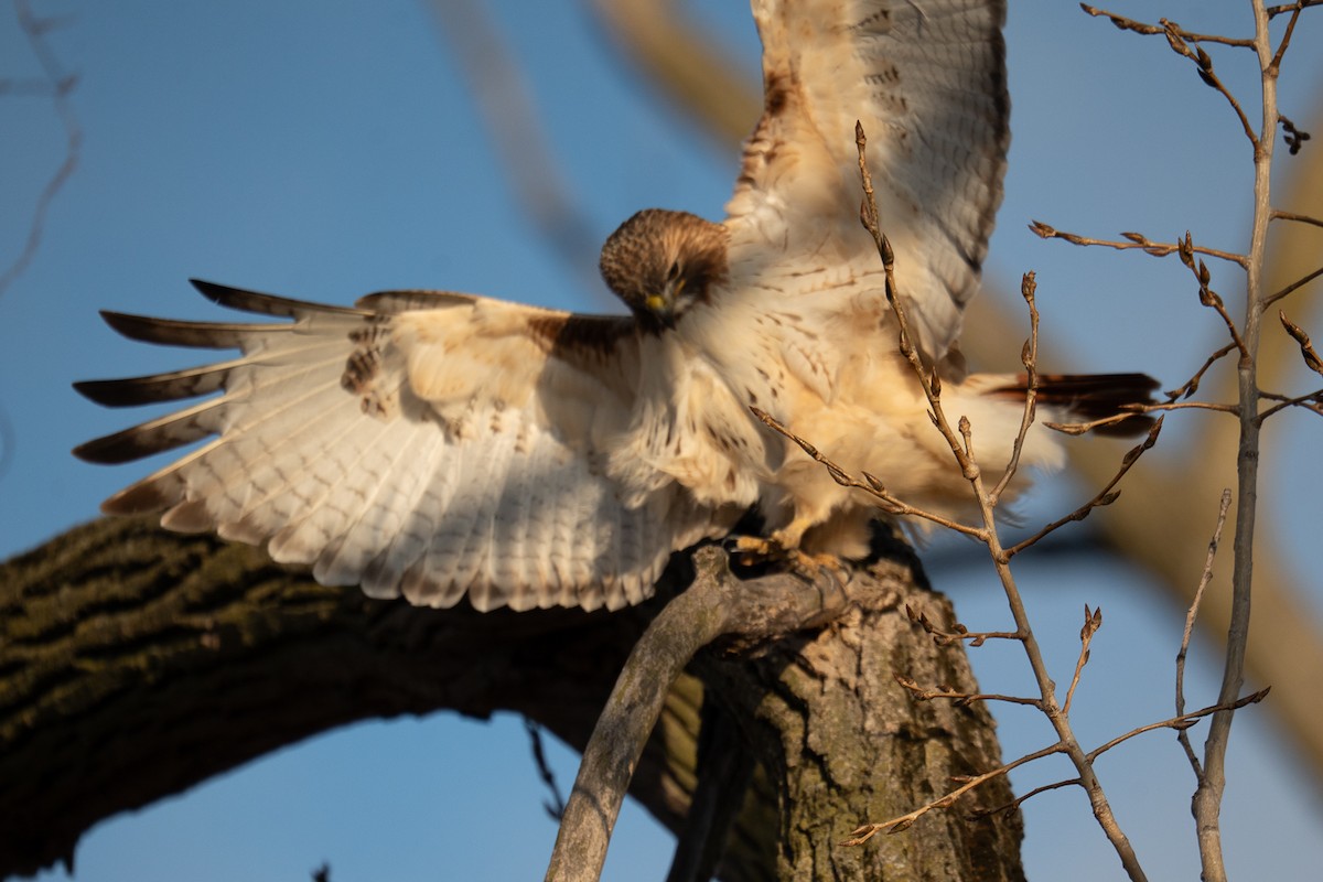 Red-tailed Hawk - ML647307412