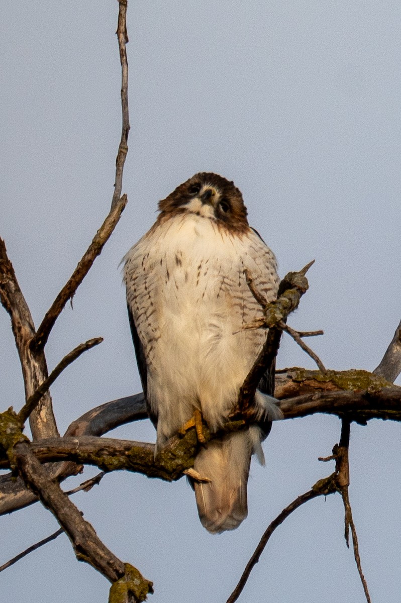 Red-tailed Hawk - ML647307413