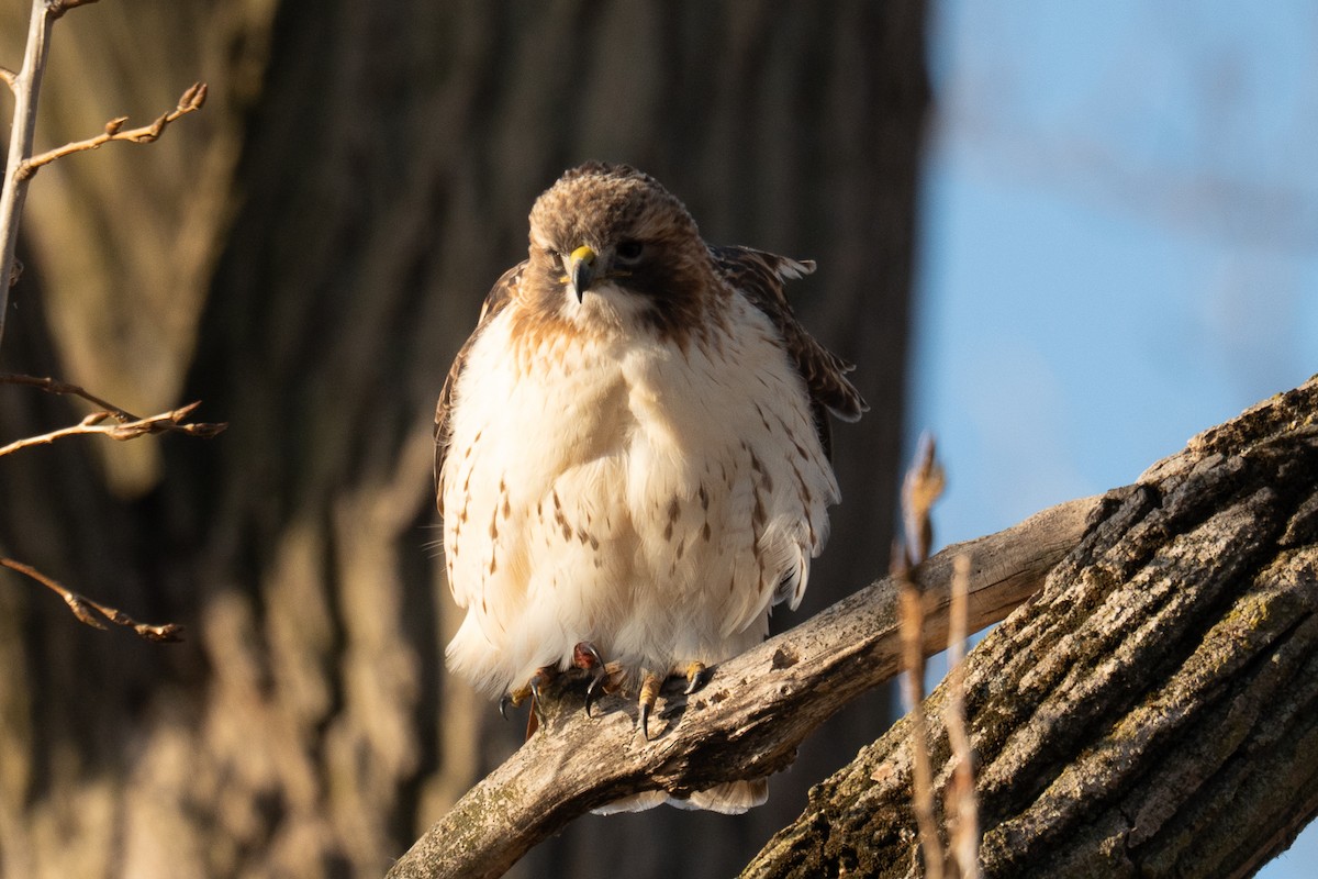 Red-tailed Hawk - ML647307414